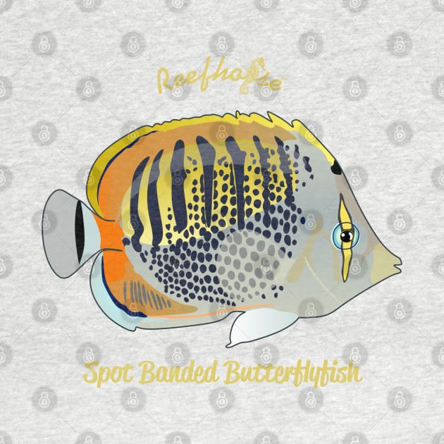 Spot Banded Butterflyfish by Reefhorse